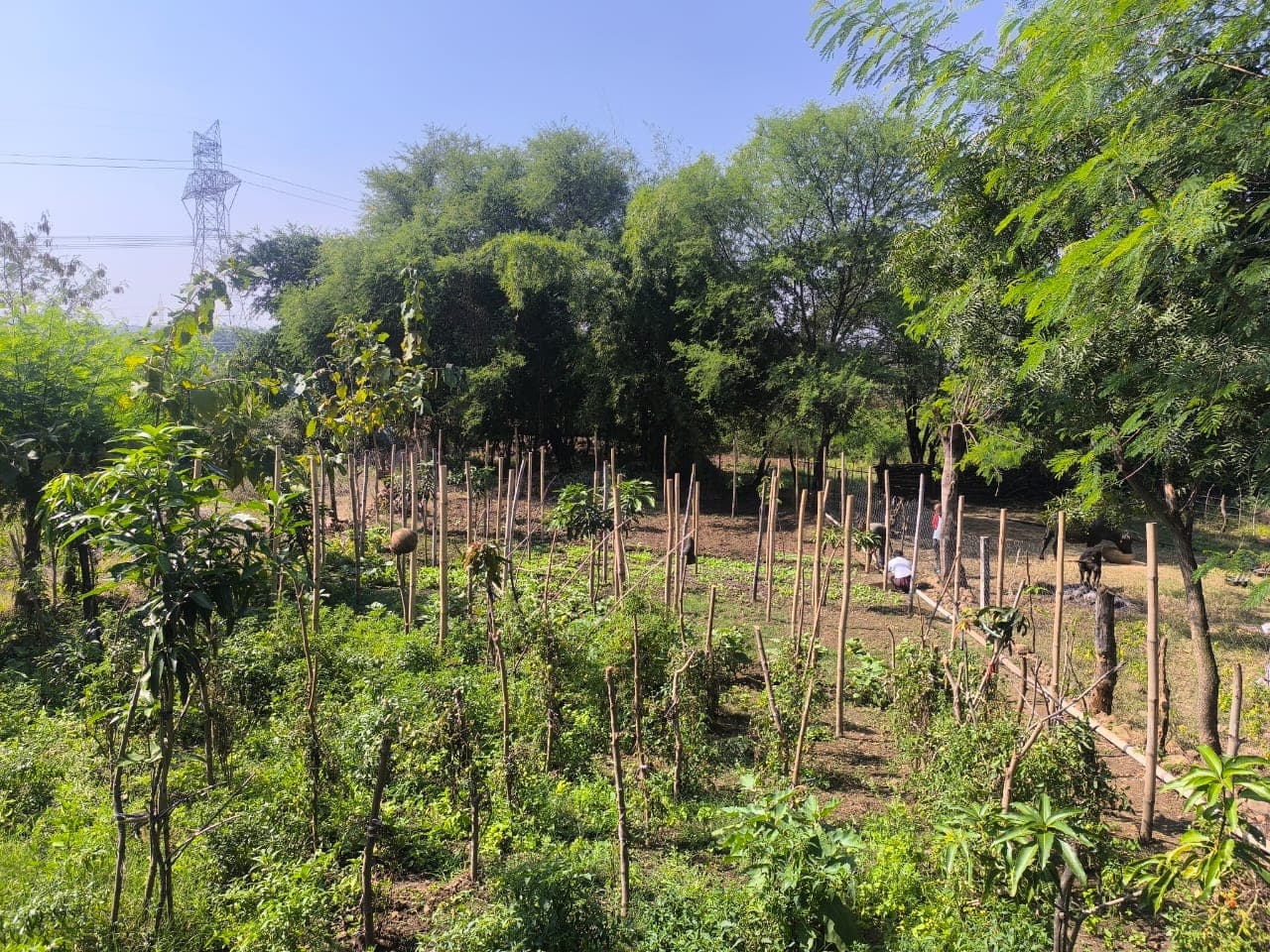 Regenerating 10,000 acres in **_Bundelkhand_**