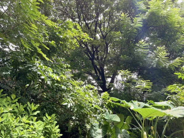 Plan ₹100 - Image 5