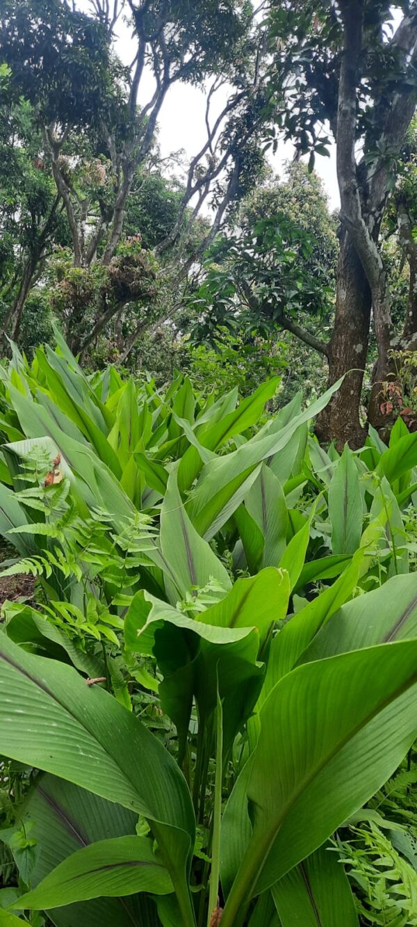 Plan ₹100 - Image 4