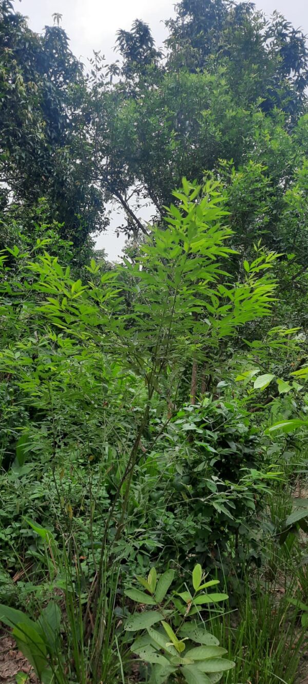 Plan ₹100 - Image 3